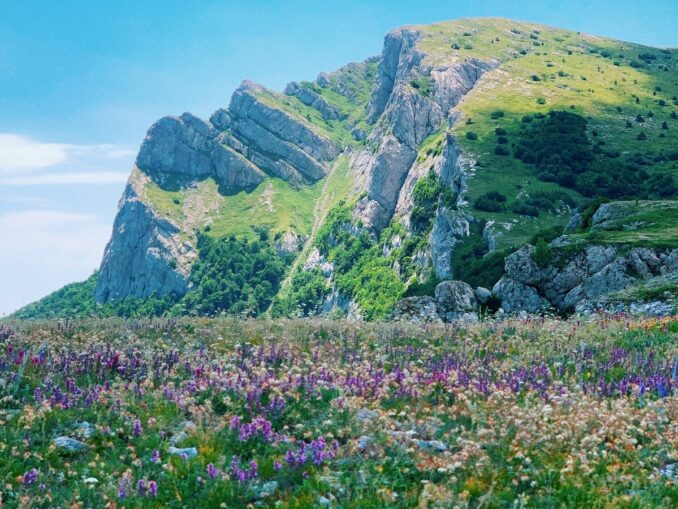 Из Крыма можно привезти чай на горных травах и мед
